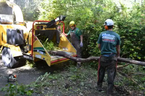 tree services Southeast Arcadia